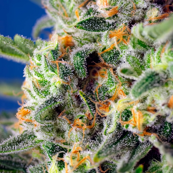 Sweet Pure CBD de Sweet Seeds - Semillas feminizadas de marihuana medicinal, resina.