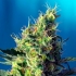SWEET PURE CBD (Sweet Seeds)