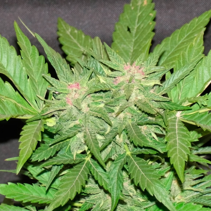 Cotton Candy (Delicious Seeds) Semillas de marihuana, cogollo rosa.