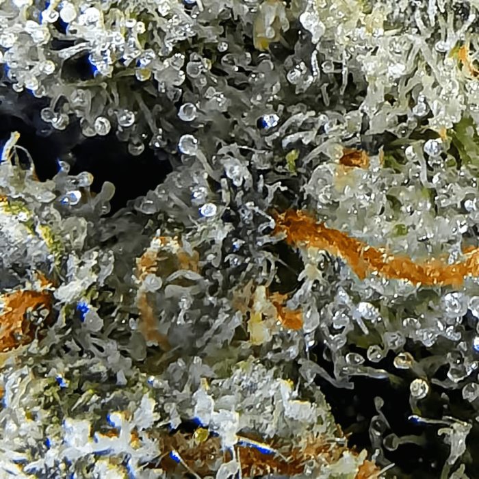 Cotton Candy (Delicious Seeds) Semillas de marihuana, tricomas.