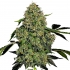 AUTO OG KUSH (White Label)