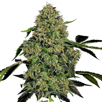Auto Og Kush de White label, cogollo.