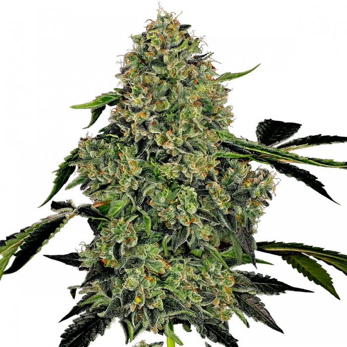 Auto Og Kush de White label, cogollo.