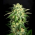 Amnesi-K Lemon de Kannabia Seeds - Semillas feminizadas de marihuana.