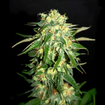 Amnesi-K Lemon de Kannabia Seeds - Semillas feminizadas de marihuana.