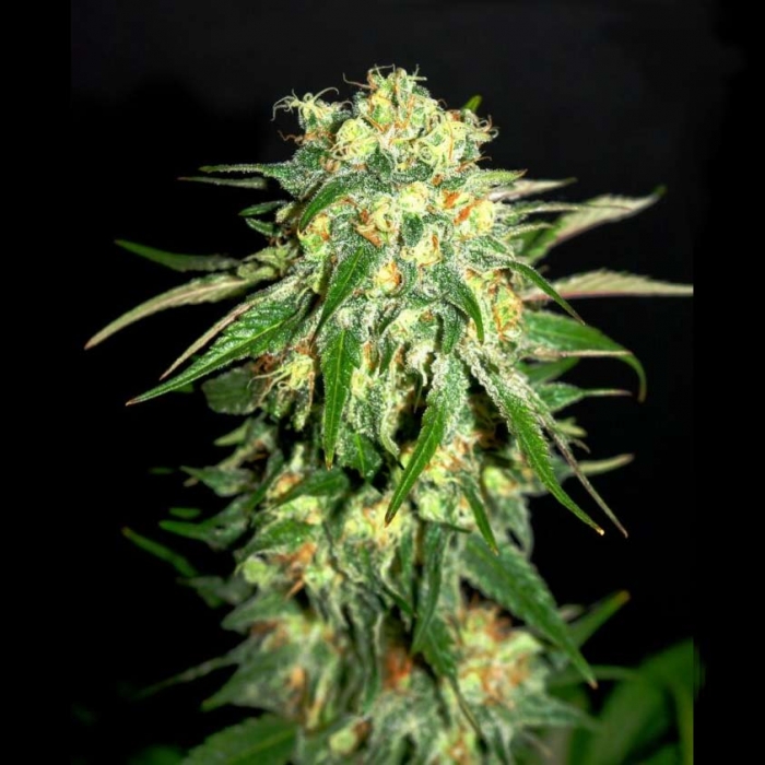 Amnesi-K Lemon de Kannabia Seeds - Semillas feminizadas de marihuana.