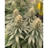 Cogollos de marihuana de Amnesi-k Lemon de Kannabia Seeds