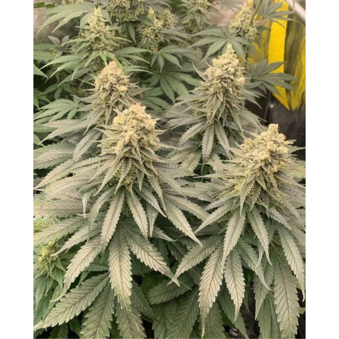 Cogollos de marihuana de Amnesi-k Lemon de Kannabia Seeds