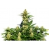 Amnesi-K Lemon Strain - Kannabia Seeds
