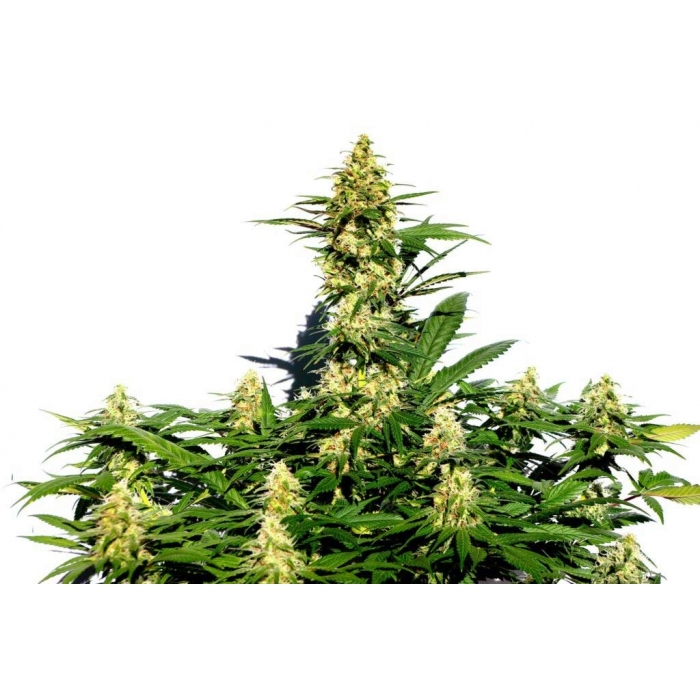 Amnesi-K Lemon Strain - Kannabia Seeds