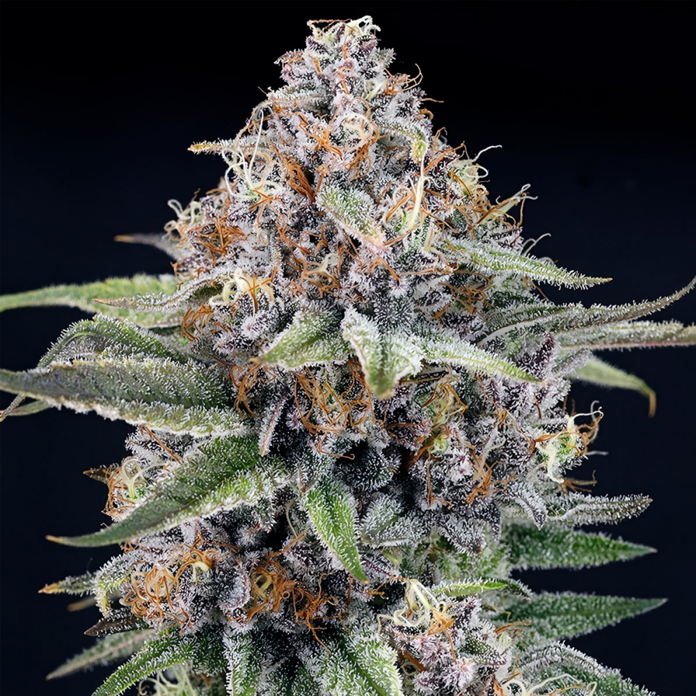 Eyeballz (Ripper Seeds) Semillas marihuana feminizadas