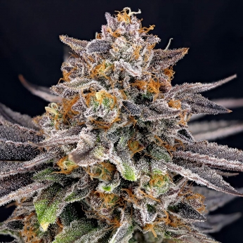 CandyGas de Ripper Seeds. Foto de cogollo