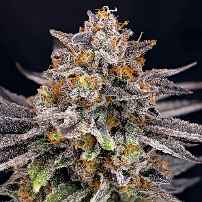 CandyGas de Ripper Seeds. Foto de cogollo