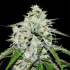 Semillas de marihuana Auto Space Cookies de Delicious Seeds, cogollo.