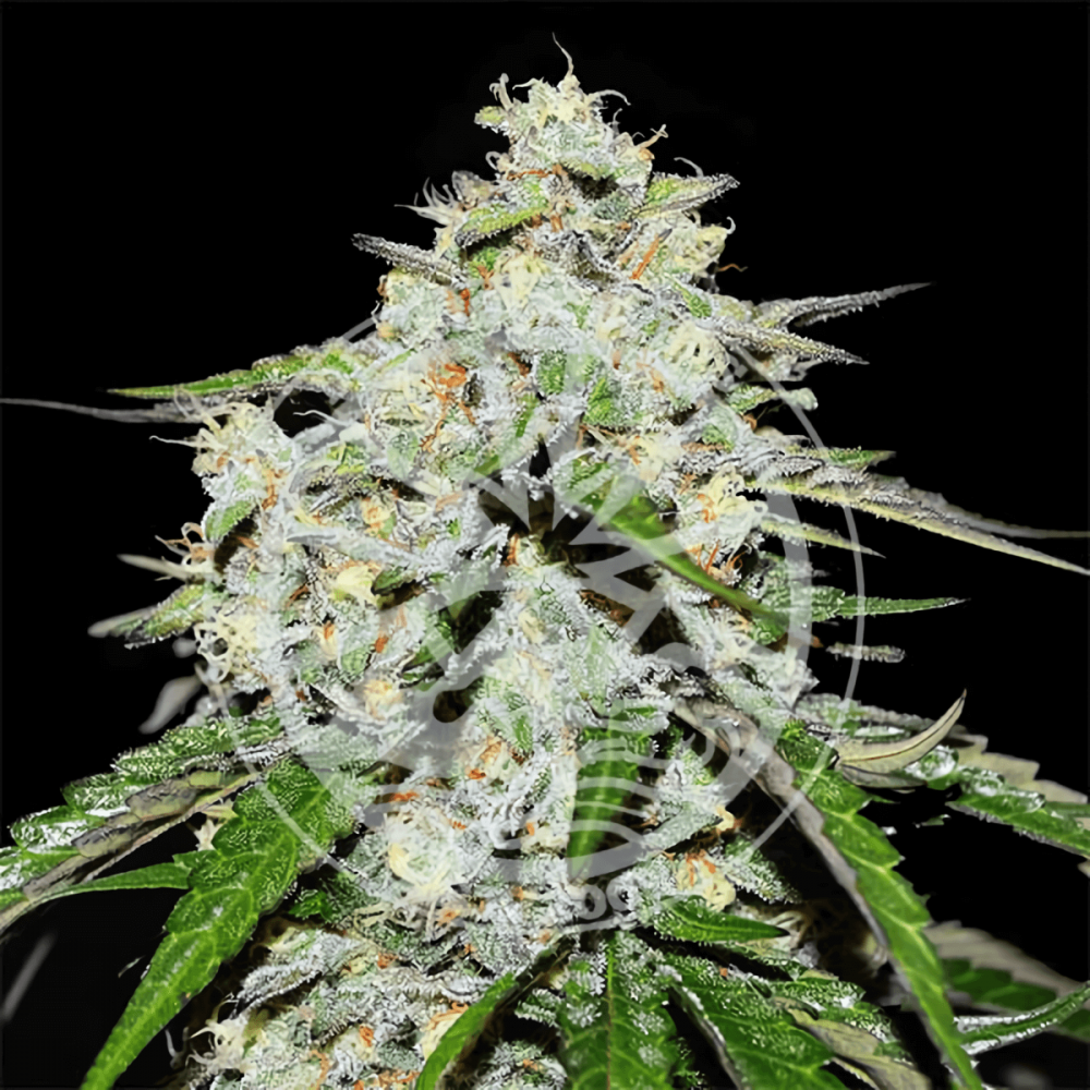 Semillas de marihuana Auto Space Cookies de Delicious Seeds, cogollo.