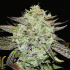 Semillas de marihuana feminizadas Purple Mango Kush de Delicious Seeds, cogollo enorme.