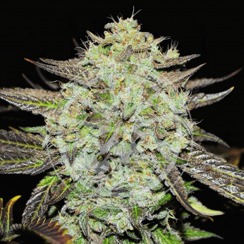 Semillas de marihuana feminizadas Purple Mango Kush de Delicious Seeds, cogollo enorme.