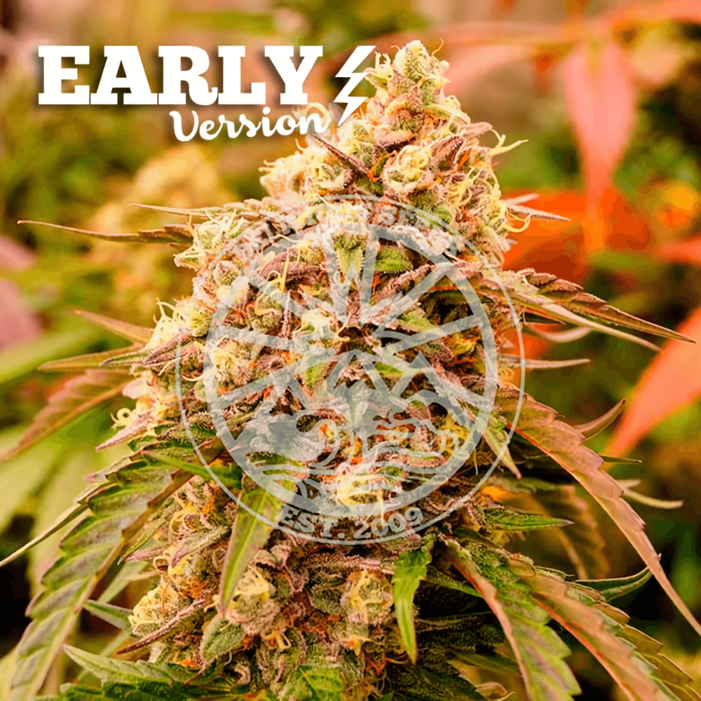 Semillas de marihuana feminizadas Sunday Punch Early Version de Delicious Seeds, cogollo enorme.