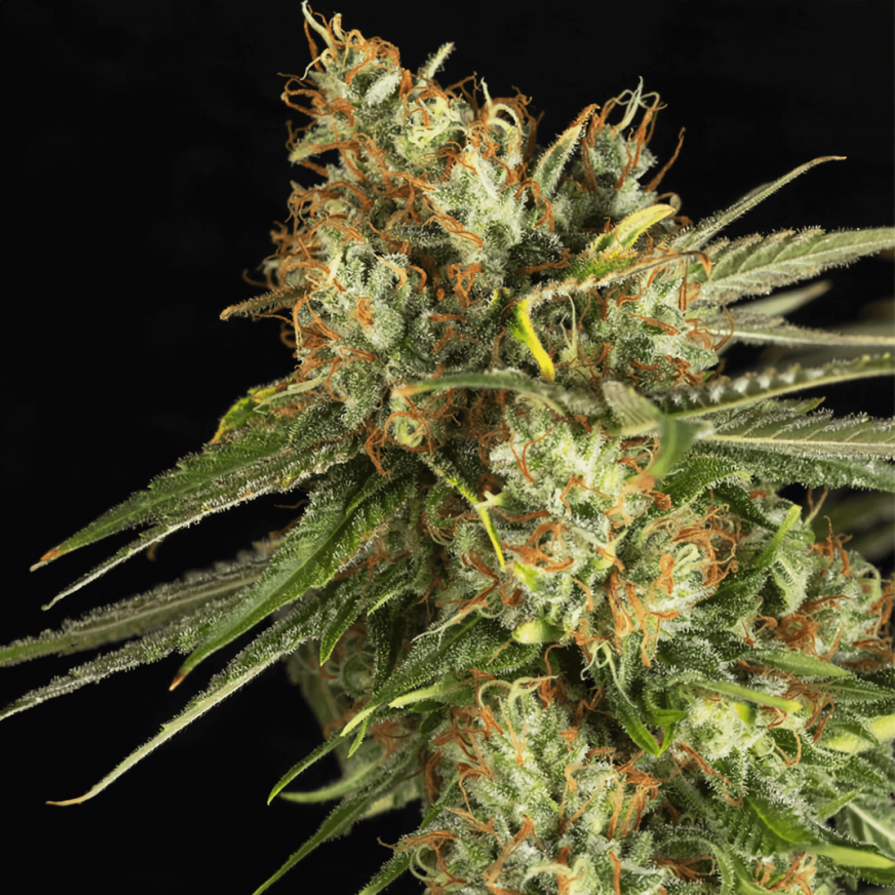 Semillas de marihuana feminizadas Lemon King de EVA Seeds, cogollo enorme.