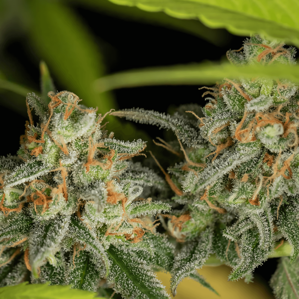 Semillas de marihuana feminizadas Lemon King de EVA Seeds, flores.