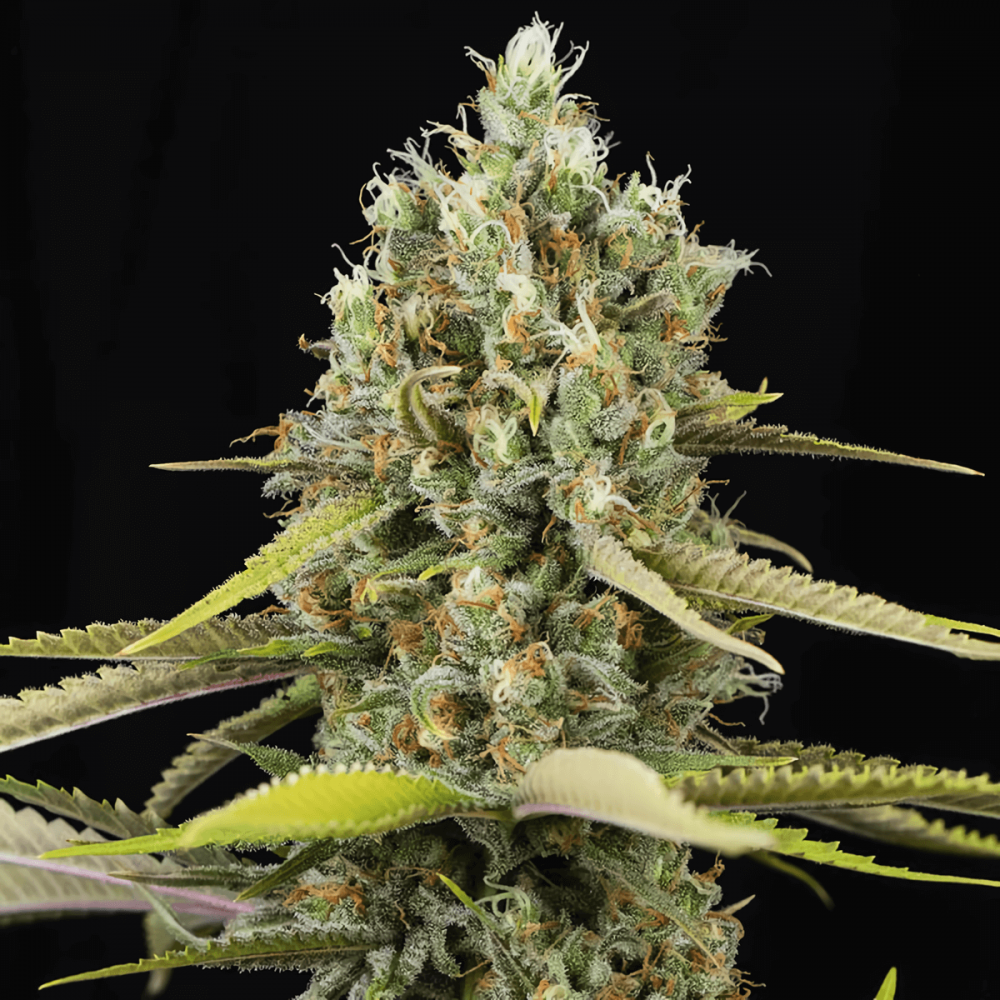 Semillas de marihuana feminizadas Lemon King de EVA Seeds, punta principal.