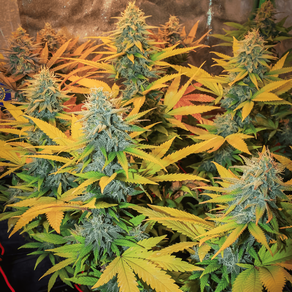 Semillas de marihuana feminizadas Gipsy Haze de EVA Seeds, planta de interior.