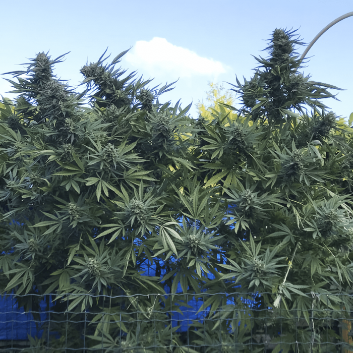 Semillas de marihuana feminizadas Gipsy Haze de EVA Seeds, planta de exterior.