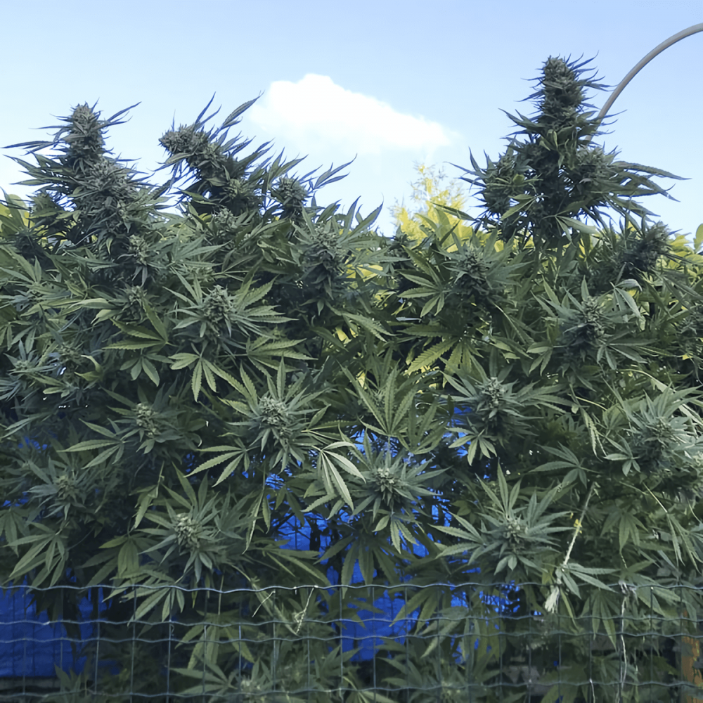 Semillas de marihuana feminizadas Gipsy Haze de EVA Seeds, planta de exterior.