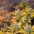 Semillas de marihuana feminizadas Gipsy Haze de EVA Seeds, scrog de interior.