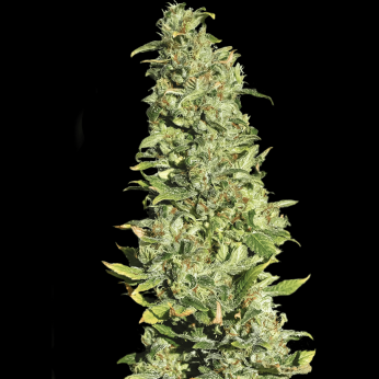 Semillas de marihuana High Level (Eva Seeds), punta principal.
