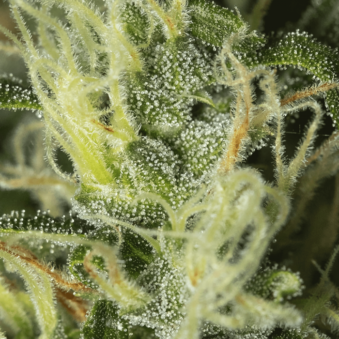 Semillas de marihuana High Level (Eva Seeds), resina.