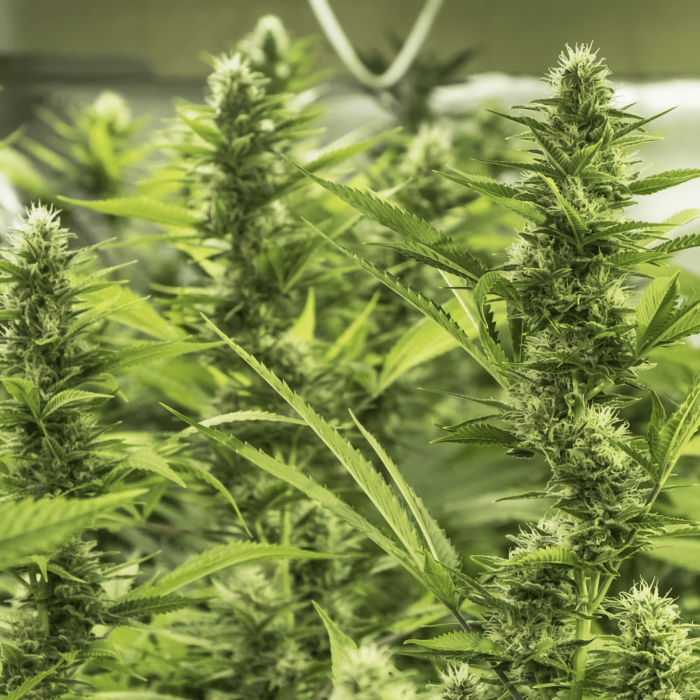 Semillas de marihuana High Level (Eva Seeds), cultivo.