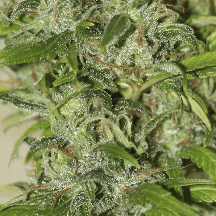 Semillas de marihuana High Level (Eva Seeds), tricomas.