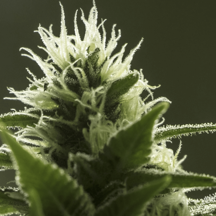 Semillas de marihuana High Level (Eva Seeds), pistilos.