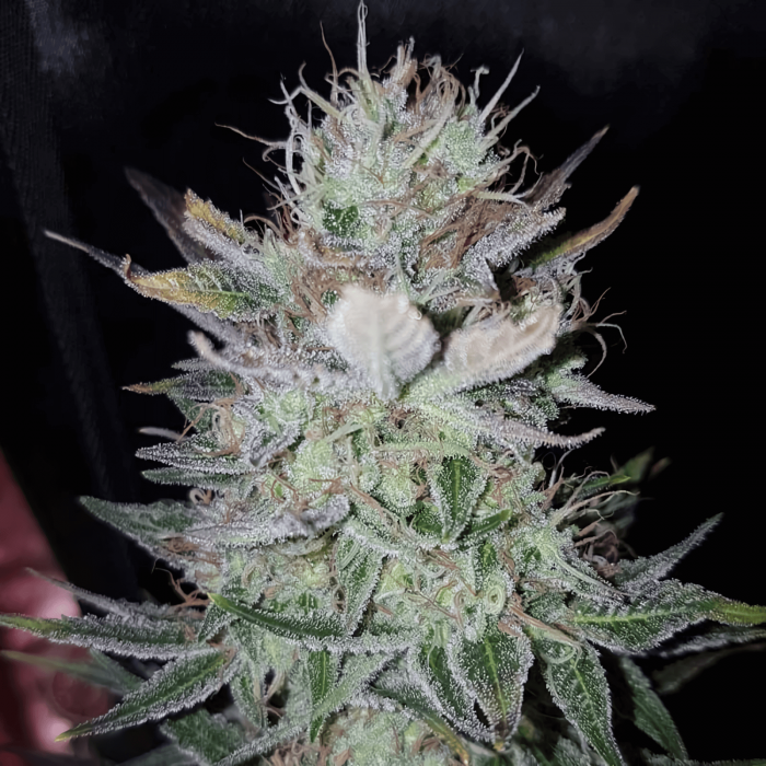 Semillas de marihuana High Level (Eva Seeds), cogollo resinoso.