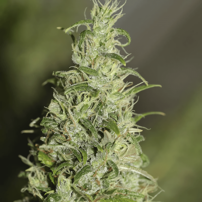 Semillas de marihuana High Level (Eva Seeds), punta.