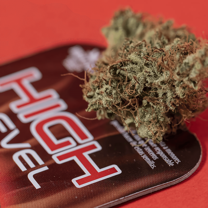 Semillas de marihuana High Level (Eva Seeds), cogollo seco.