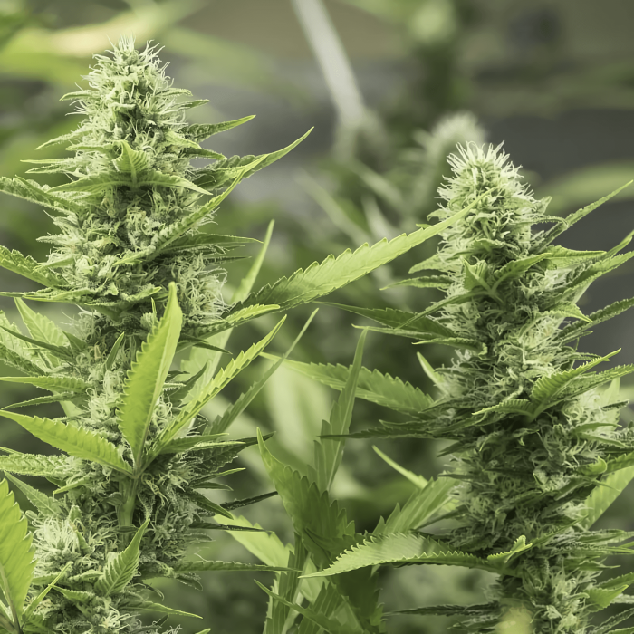 Semillas de marihuana High Level (Eva Seeds), cultivo de interior.