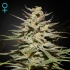 Super Lemon Haze CBD de Green House Seeds - Semillas feminizadas.