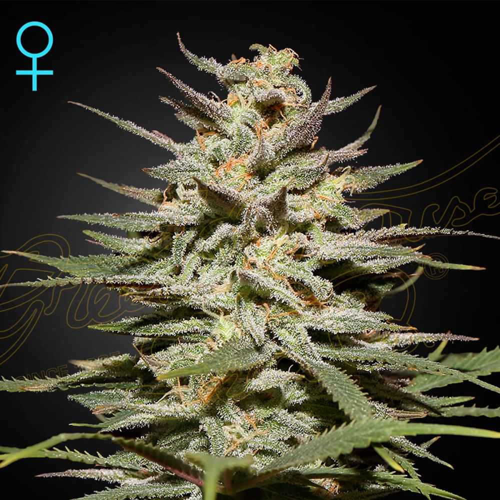 Super Lemon Haze CBD de Green House Seeds - Semillas feminizadas.