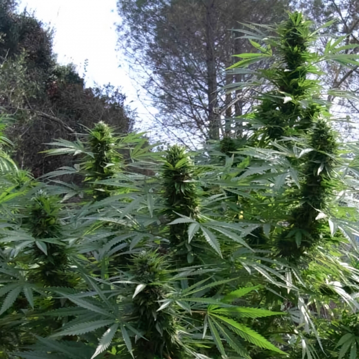 Black Dream de Eva Seeds Semilla de marihuana feminizada, exterior.