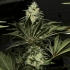 Black Dream de Eva Seeds Semilla de marihuana feminizada, cogollo prieto.