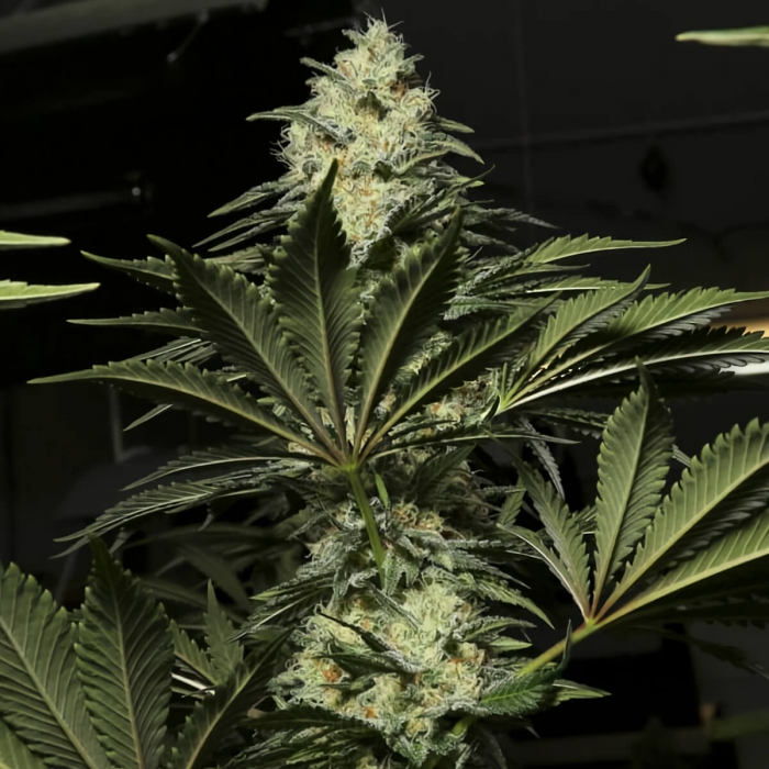 Black Dream de Eva Seeds Semilla de marihuana feminizada, cogollo prieto.
