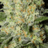 Black Dream de Eva Seeds Semilla de marihuana feminizada, resina.