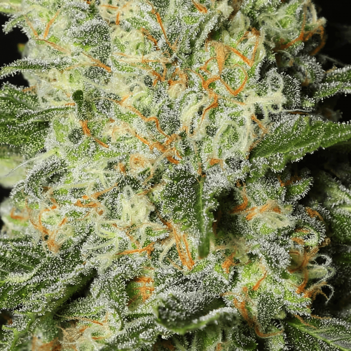 Black Dream de Eva Seeds Semilla de marihuana feminizada, resina.
