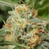 Black Dream de Eva Seeds Semilla de marihuana feminizada, pelos naranjas.