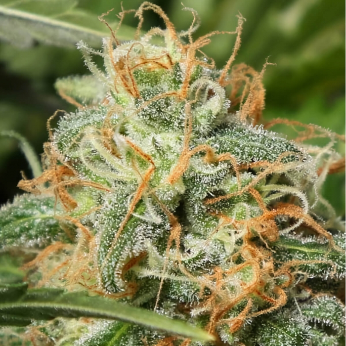 Black Dream de Eva Seeds Semilla de marihuana feminizada, pelos naranjas.