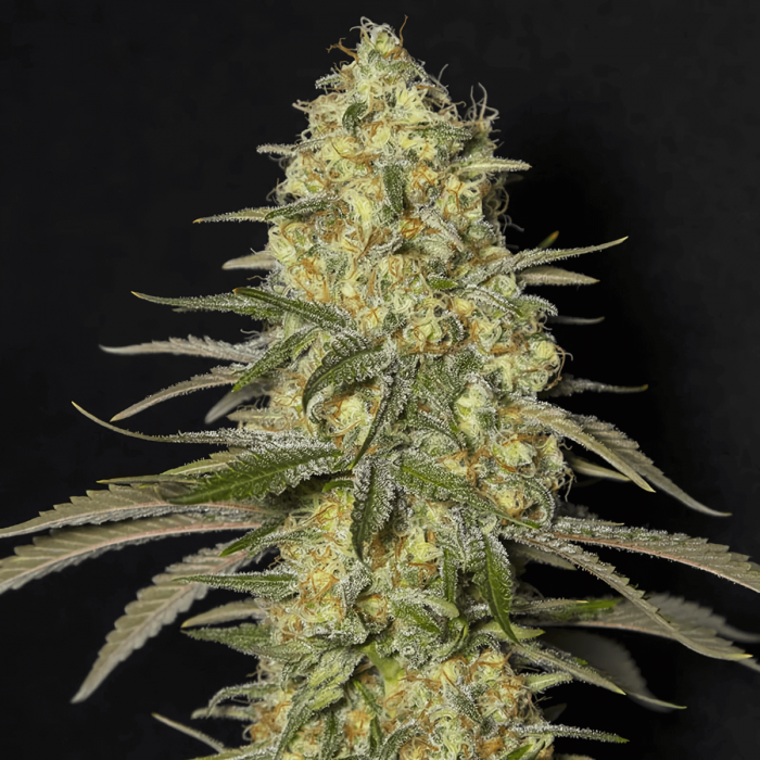 Black Dream de Eva Seeds Semilla de marihuana feminizada.