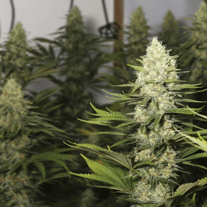 Black Dream de Eva Seeds Semilla de marihuana feminizada, puntas.