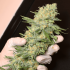 Black Dream de Eva Seeds Semilla de marihuana feminizada, cogollo enorme.
